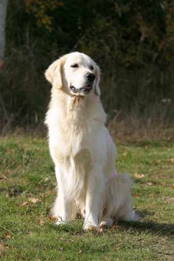 Sam Des fields de mauny