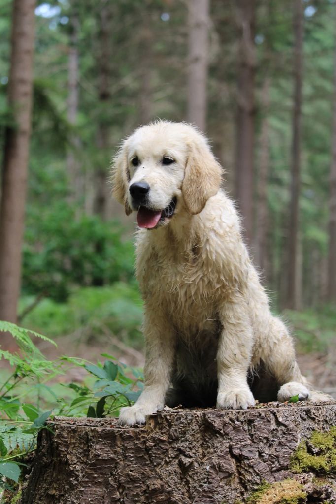 Plus de chiots disponibles !