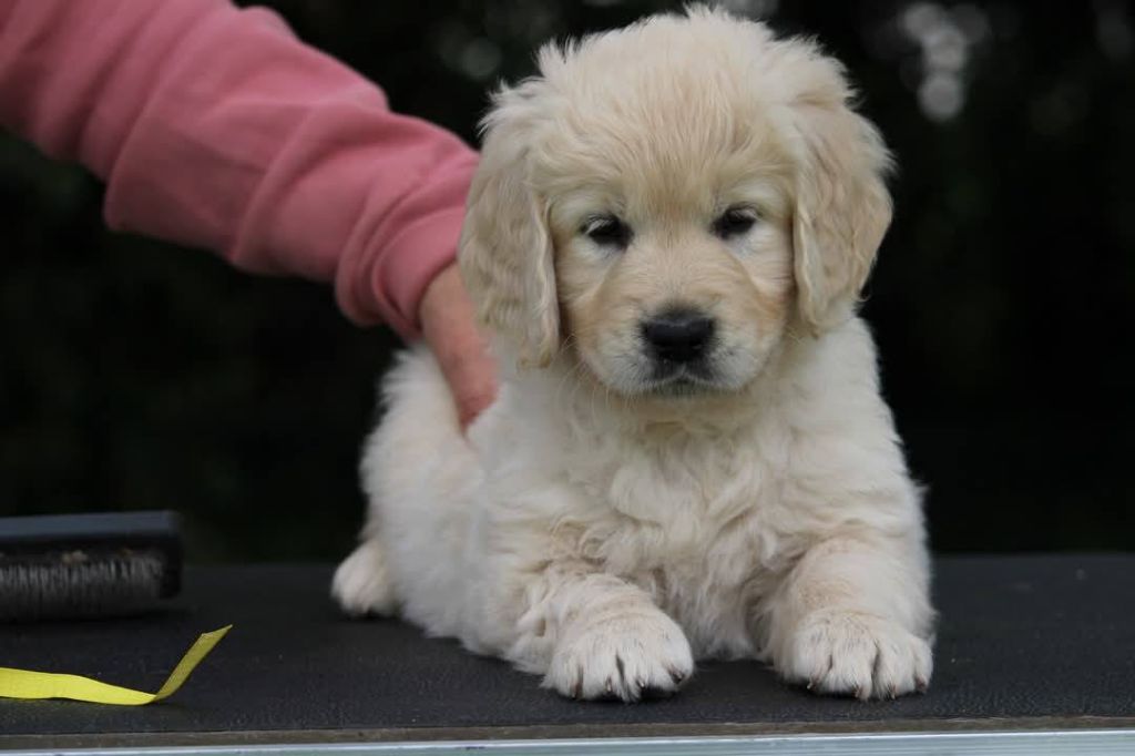 Il reste 2 chiots disponibles pour Famille 6 Etoiles exclusivement